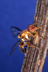Winter launch for fruit fly fight