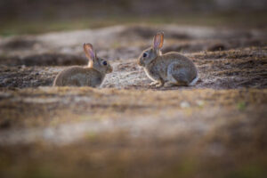 Time to cut rabbit numbers