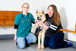 Cycad warning: Pet danger in backyard plant