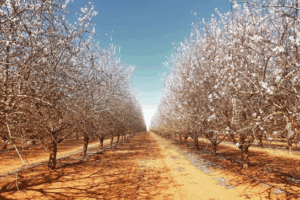 What’s on in Sunraysia this weekend