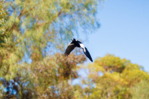 Look out – magpies in the Mildura skies