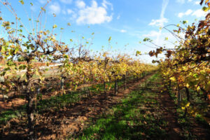 Heat hits Sunraysia vines, says Murray River Organics