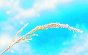 Late frosts a drag on crops