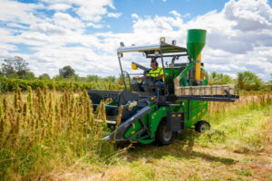 Cardross farm hemp harvest points the way ahead