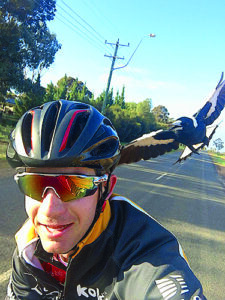 Magpie in the sky a danger – doctor