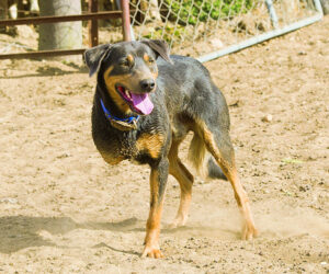 Sheep dogs worth 10 men by your side