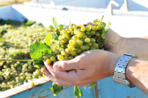 Winegrape production drops to lowest level since year 2000
