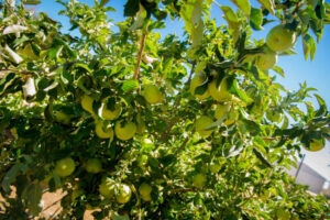 Net profit for apple, pear growers