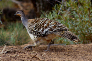 Mallee bird species gain protection