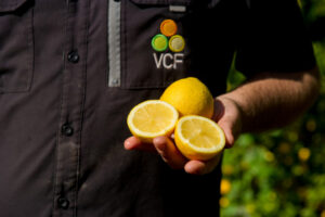 Working to create seedless lemon and mandarins
