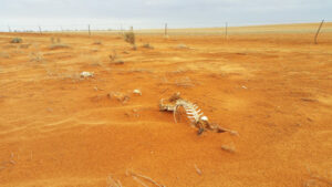 Government gathers drought support