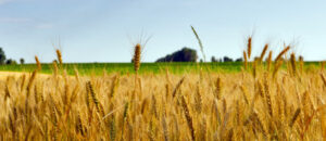Help available for farmers