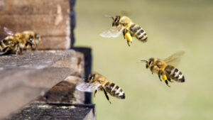Get varroa ready with resources
