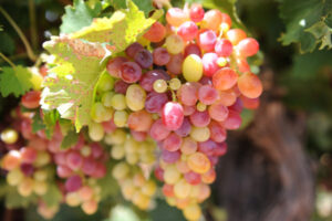 Sunraysia grape growers launch action against Chinese-owned chemical company