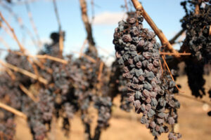 Winegrape growers call for fair prices amid high water costs