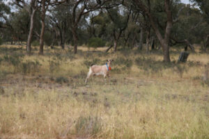 Goat busters aim to save vegetation