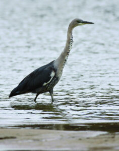 Basin bird total ‘stable’