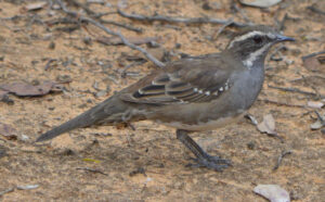 Excitement builds over Hattah Lakes river flows