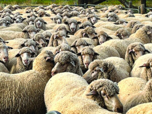 Emissions policy ‘threatens food supply’