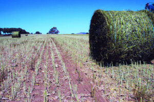 Farming: Crop worth recording