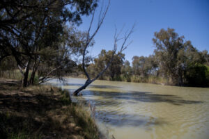 Pomona to Wentworth algae is not blue-green
