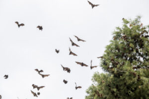Mystery shrouds the arrival of flying-foxes