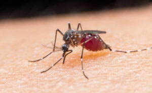 Free Japanese encephalitis vaccines available