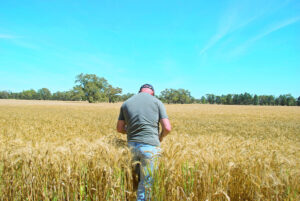 Mallee’s grain bonanza