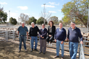 Ouyen Livestock Exchange saleyard upgrade opens