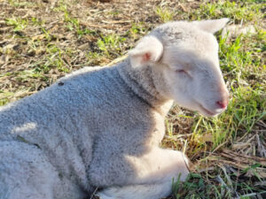 AWI breeding research aims to end mulesing