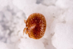 Nangiloc new frontline in Varroa mite fight