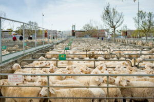 Meatworks virus clusters hit Ouyen saleyard prices