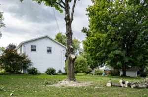 Why you should never ignore that problem tree in your yard
