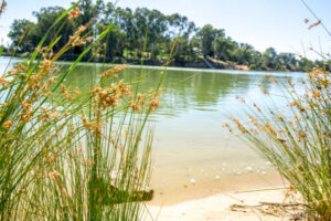 Murray River basin at high pesticide risk, says study