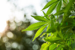 $400,000 Mildura cannabis crop mystery for police