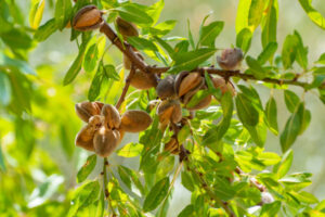 Almond farming with solar-powered microgrid