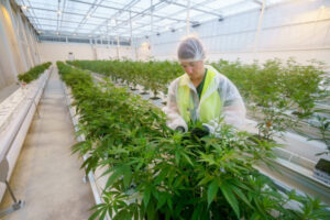 Uni’s $5m cannabis coup