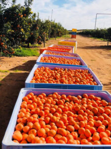 $50 million deal buys Nangiloc Colignan Farms