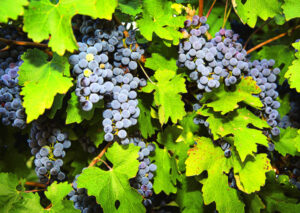 Reds leading the bunch, says report