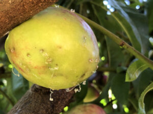 Sunraysia fruit fly numbers rise in warm, moist conditions