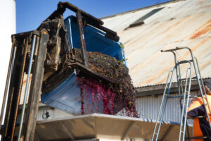 Murray Valley Winegrowers say grape quality is up