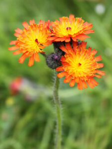 Victorian landholders urged to look out for orange hawkweed