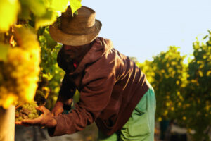 Modern slavery ‘pretty rife’ in Sunraysia
