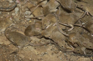 Rising number of mice a risk to winter seeding