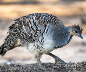 Mallee fowl breeding boost
