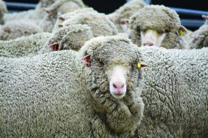 Shearer shortage