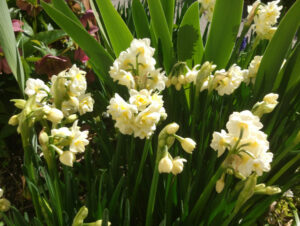 Autumn bulb planting