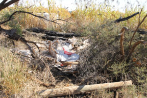 Sunnycliffs railway reserve turned into illegal dumping ground