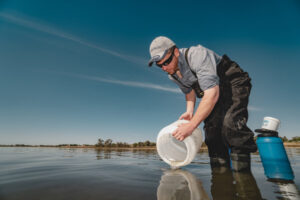 Threatened fish species released in Lake Hawthorn