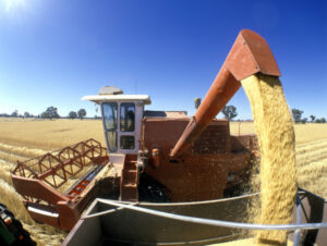 Quality Australian wheat in high demand